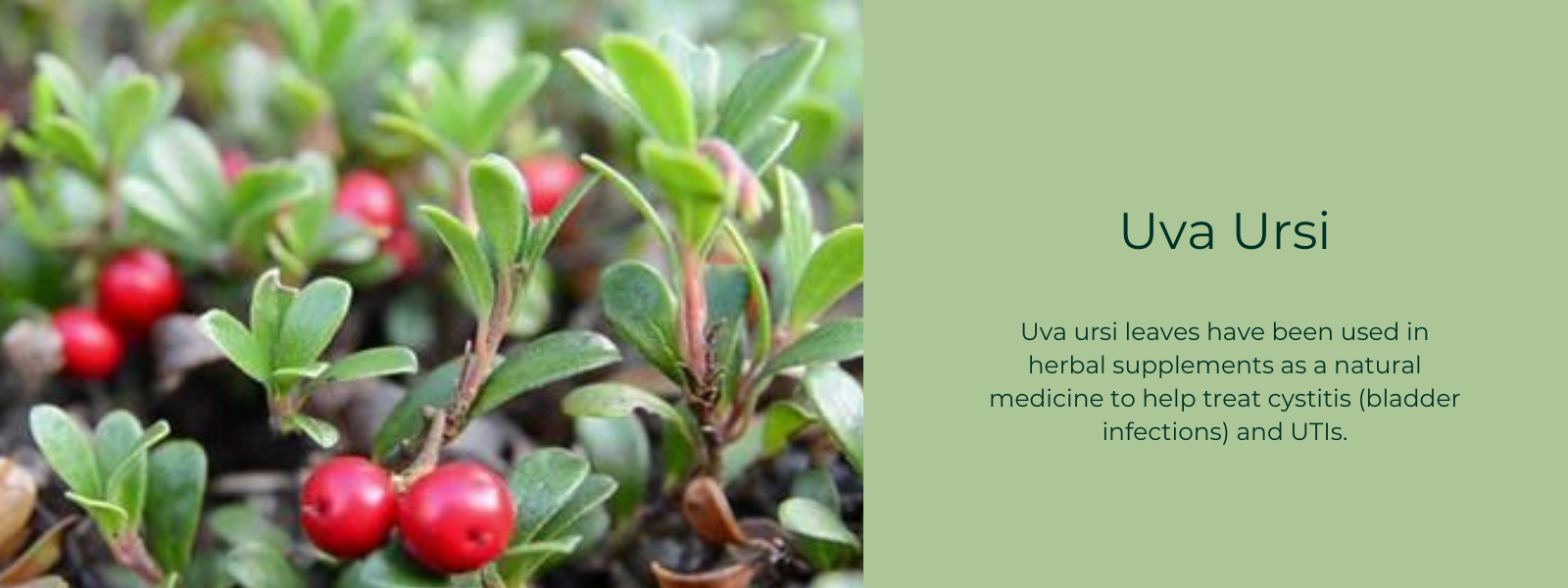 Uva Ursi - Health Benefits, Uses and Important Facts
