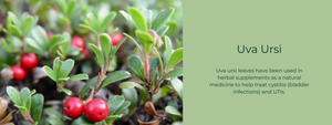 Uva Ursi - Health Benefits, Uses and Important Facts