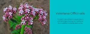Valeriana ( Valerian Officinalis) - Health Benefits, Uses and Important Facts