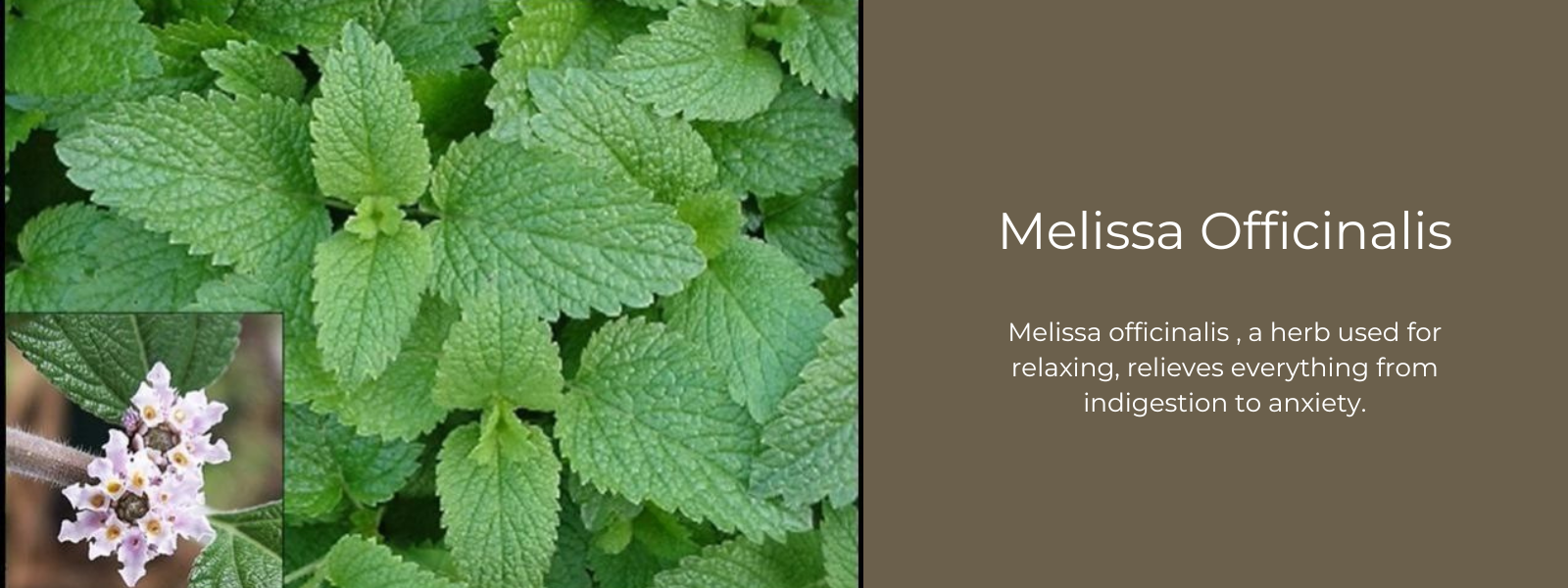 Melissa Officinalis  - Health Benefits, Uses and Important Facts