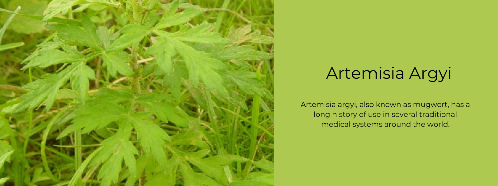 Artemisia Argyi - Health Benefits, Uses and Important Facts