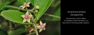 Anantmool (Indian Sarsaparilla) : Health Benefits, Uses and Important Facts