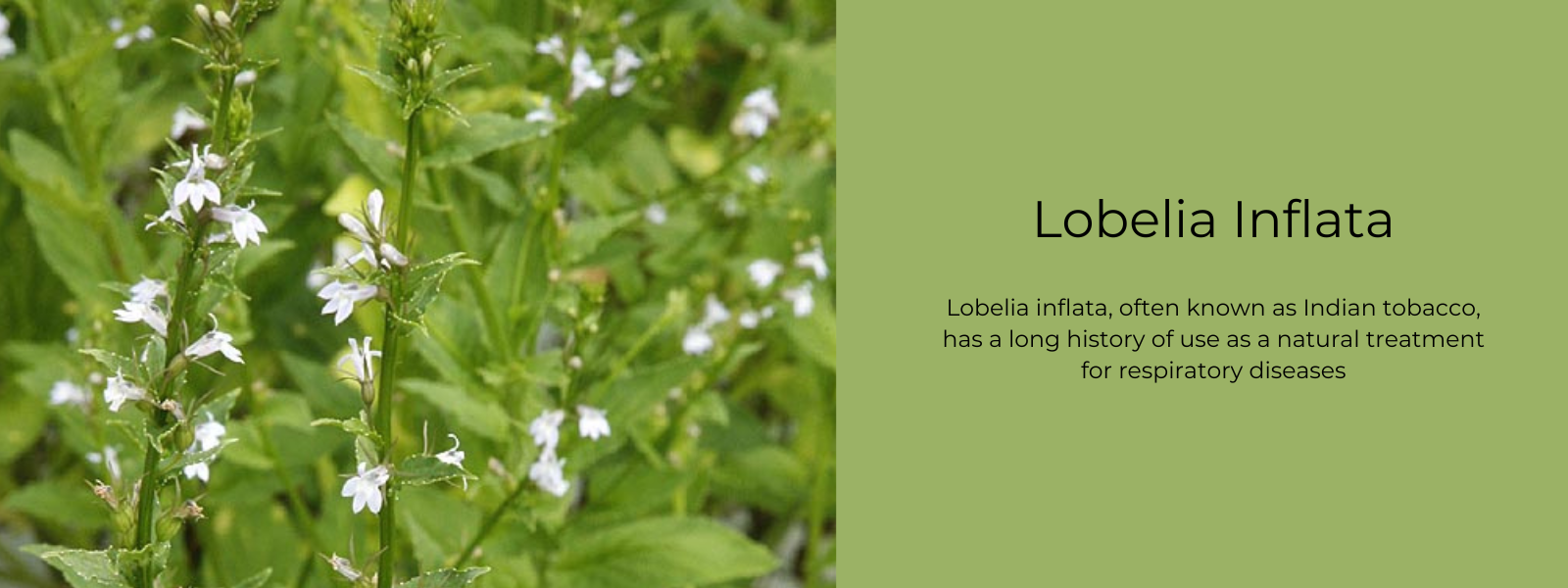 Lobelia Inflata - Health Benefits, Uses and Important Facts