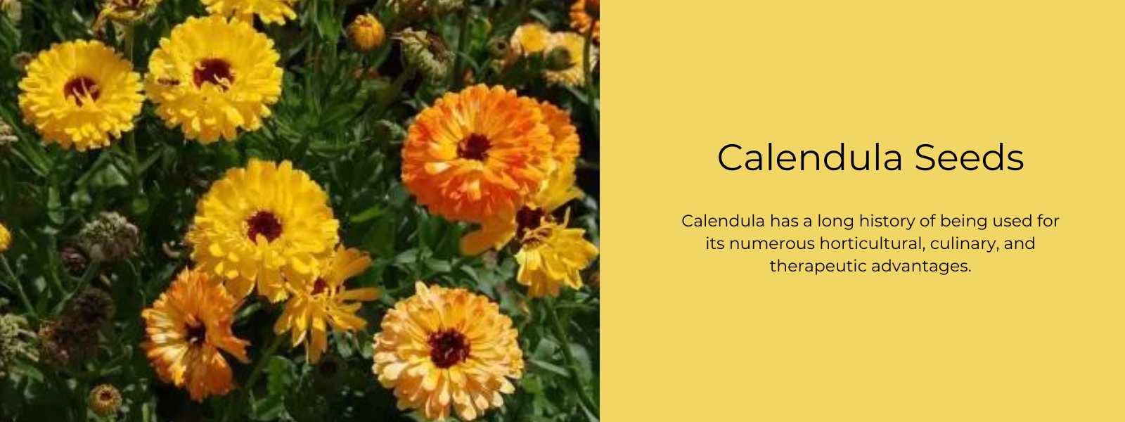 Calendula, Description, Uses, & Facts