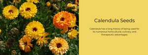 Calendula Seeds - Health Benefits, Uses and Important Facts