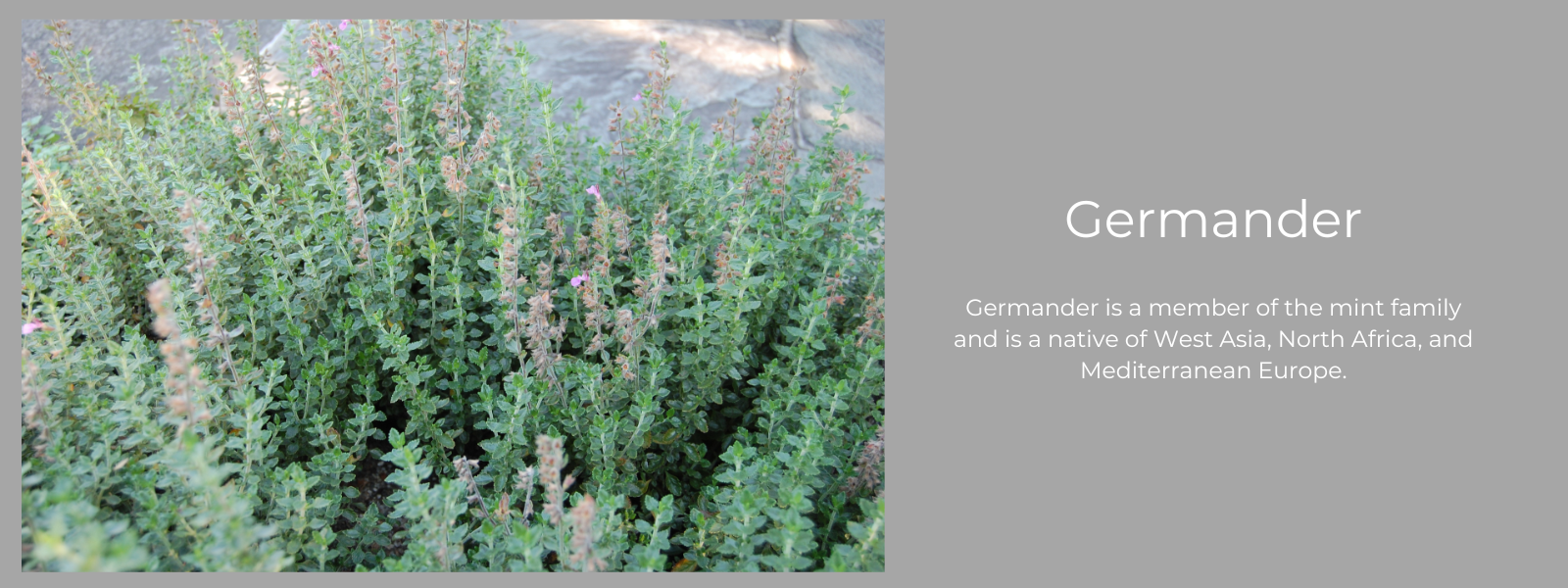 Germander- Health Benefits, Uses and Important Facts