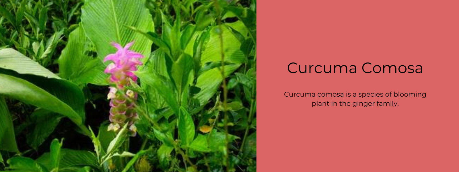 Curcuma Comosa - Health Benefits, Uses and Important Facts