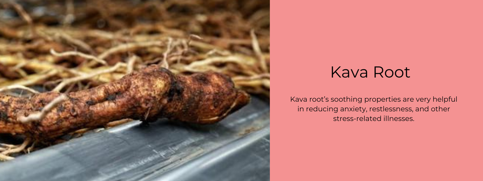Benefits Of Kava Kava Root at Rosa Vega blog
