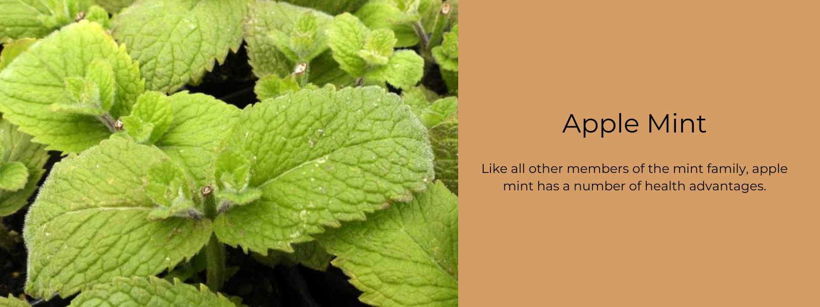 Apple mint - Health Benefits, Uses and Important Facts