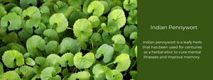 Indian Pennywort: Health Benefits, Uses and Important Facts