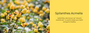 Spilanthes Acmella - Health Benefits, Uses and Important Facts