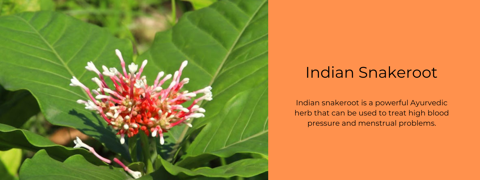Indian Snakeroot - Health Benefits, Uses and Important Facts