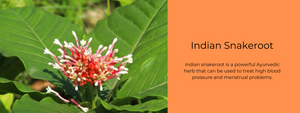 Indian Snakeroot - Health Benefits, Uses and Important Facts