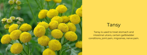 Tansy - Health Benefits, Uses and Important Facts