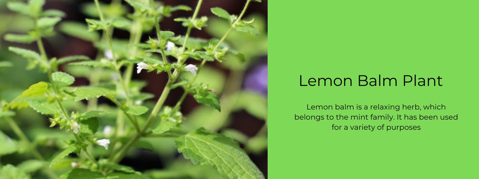 Lemon Balm Plant - Health Benefits, Uses and Important Facts