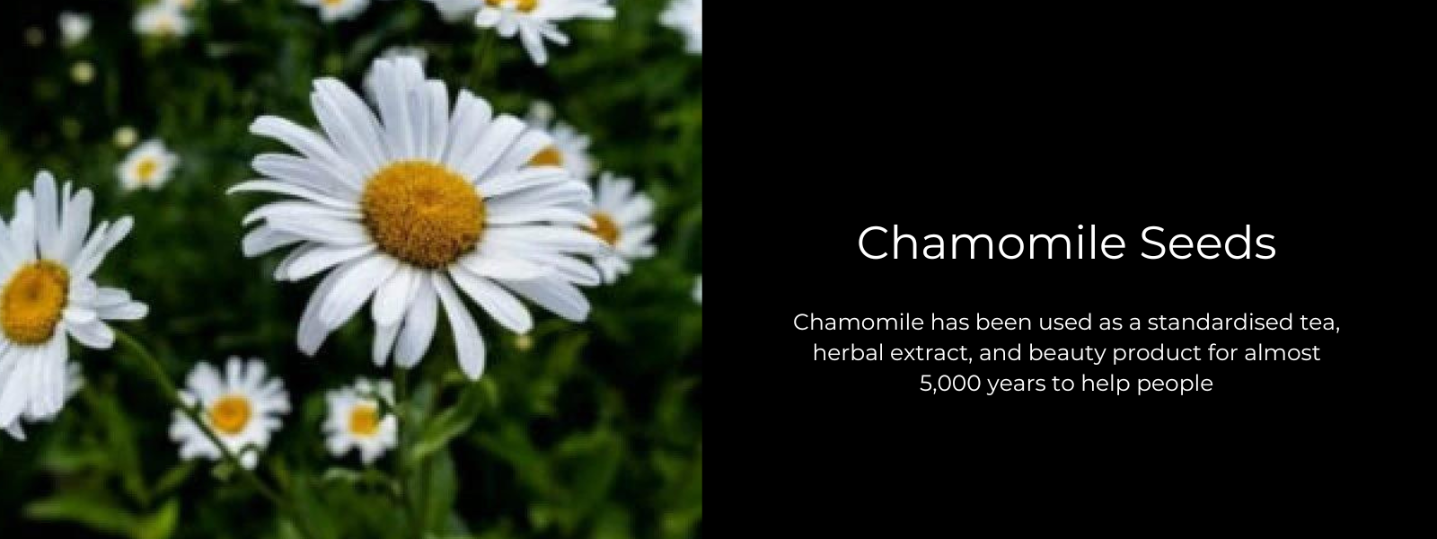 Chamomile Seeds - Health Benefits, Uses and Important Facts