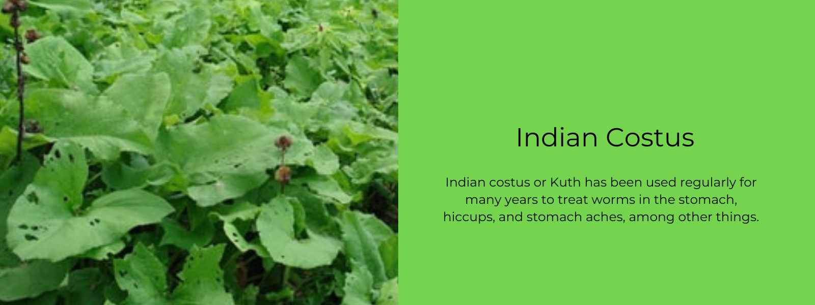 Indian Costus - Health Benefits, Uses and Important Facts