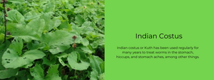 Indian Costus - Health Benefits, Uses and Important Facts