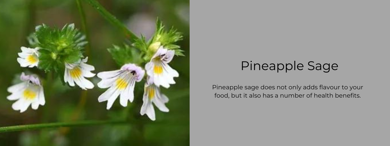 Eyebright Health Benefits, Uses and Important Facts PotsandPans India
