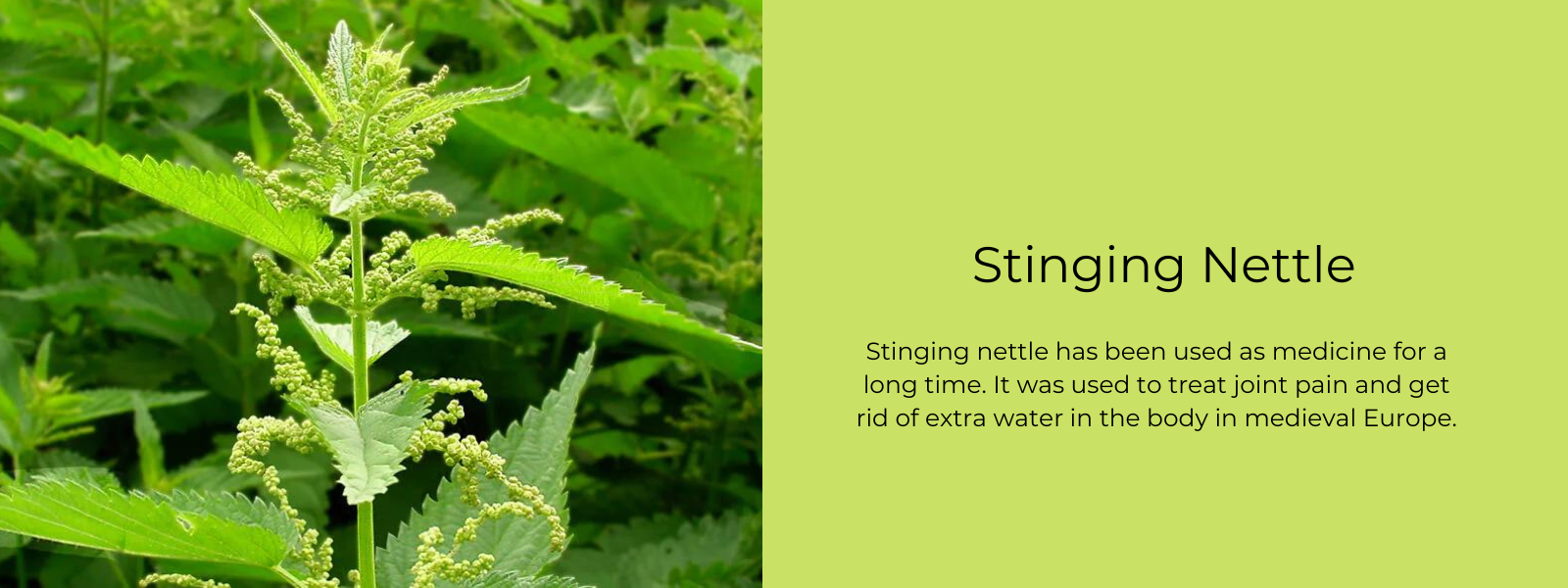 Stinging Nettle - Herbs Benefits, Uses and Important Facts