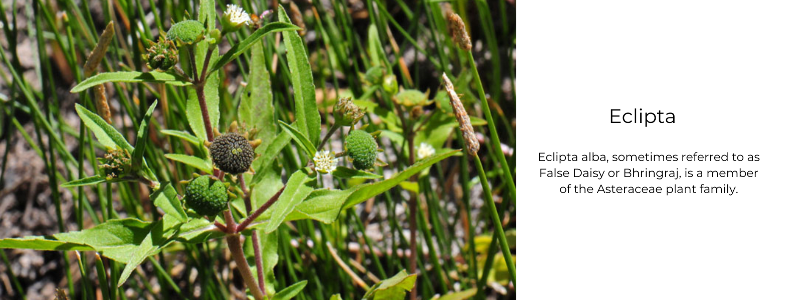 Edipta Eclipta: Health Benefits, Uses and Important Facts - PotsandPans India