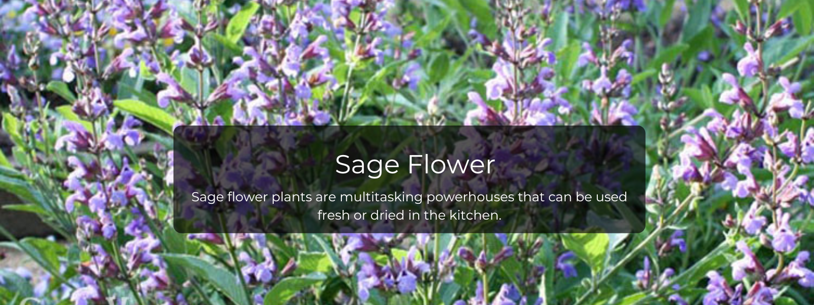 Sage Flower - Health Benefits, Uses and Important Facts