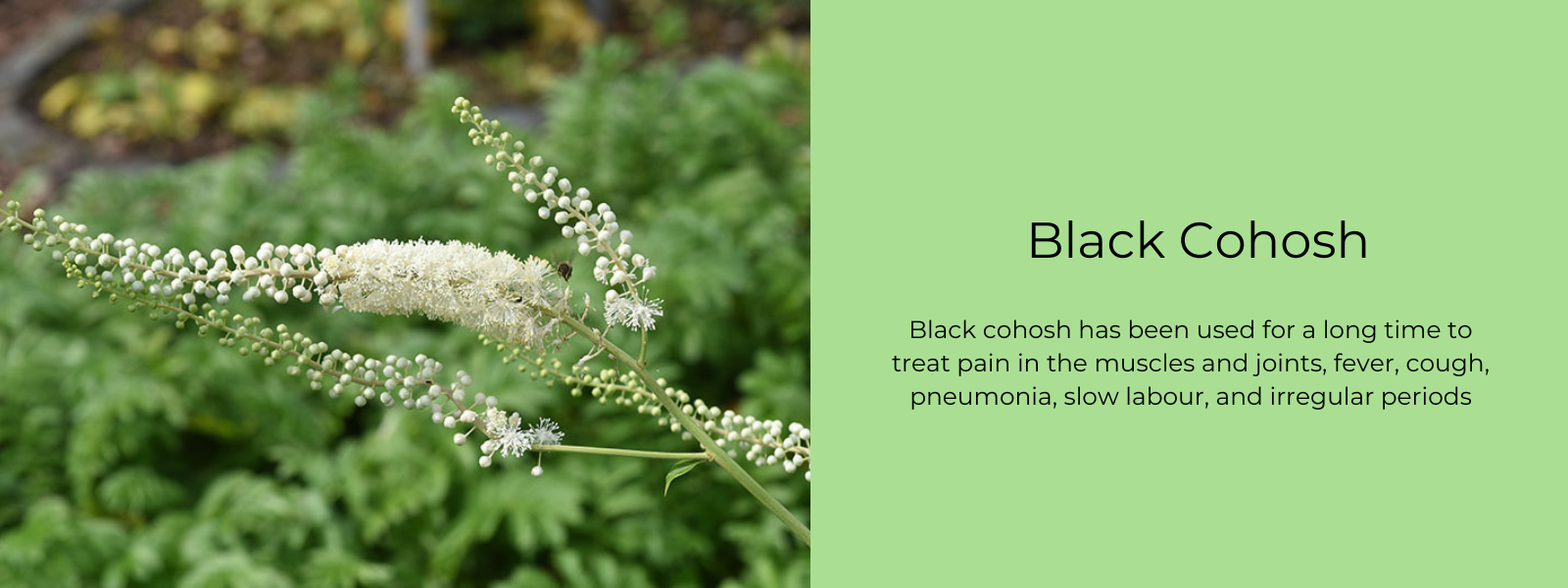 Coosh Classification Black Cohosh And Pms at William Santos blog