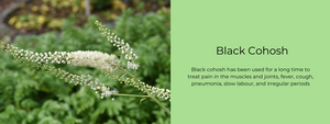 Black Cohosh - Health Benefits, Uses and Important Facts