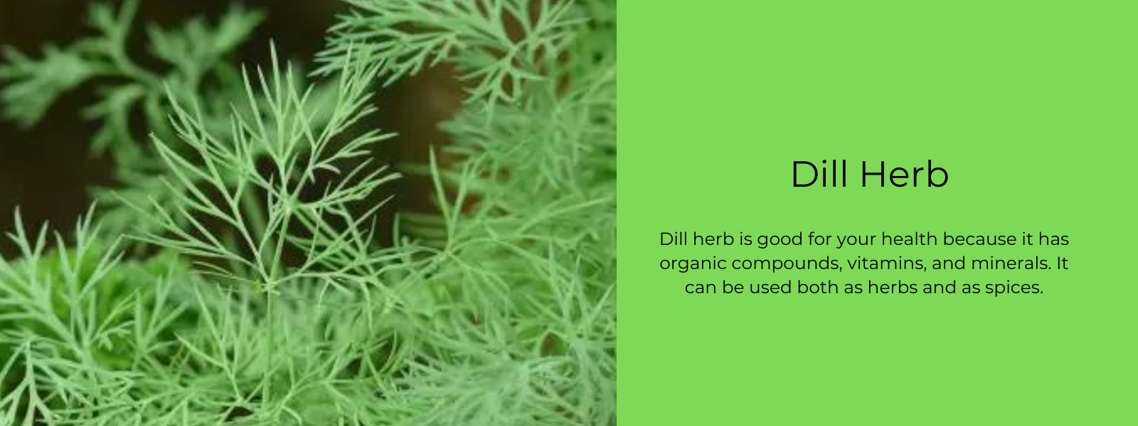 Dill Herb - Health Benefits, Uses and Important Facts