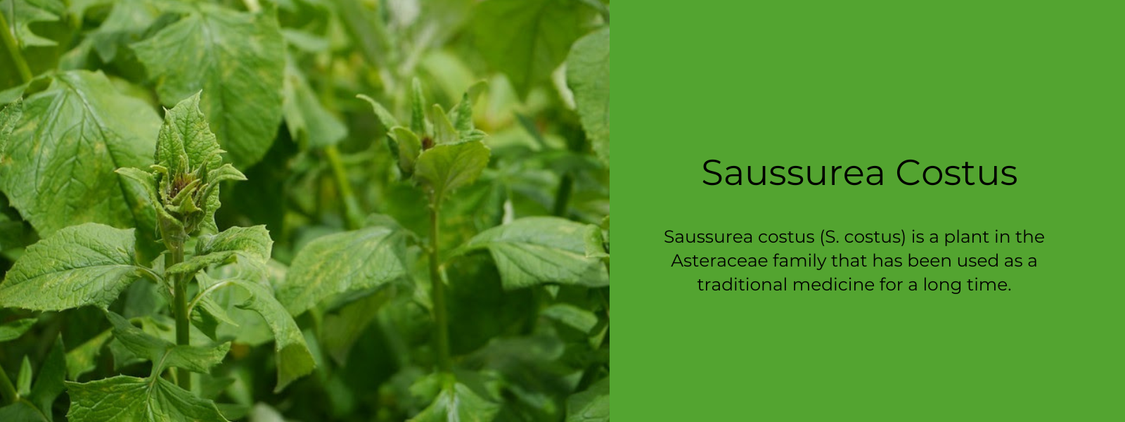 Saussurea Costus - Health Benefits, Uses and Important Facts
