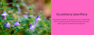 Scutellaria Lateriflora - Health Benefits, Uses and Important Facts