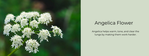 Angelica Flower - Health Benefits, Uses and Important Facts