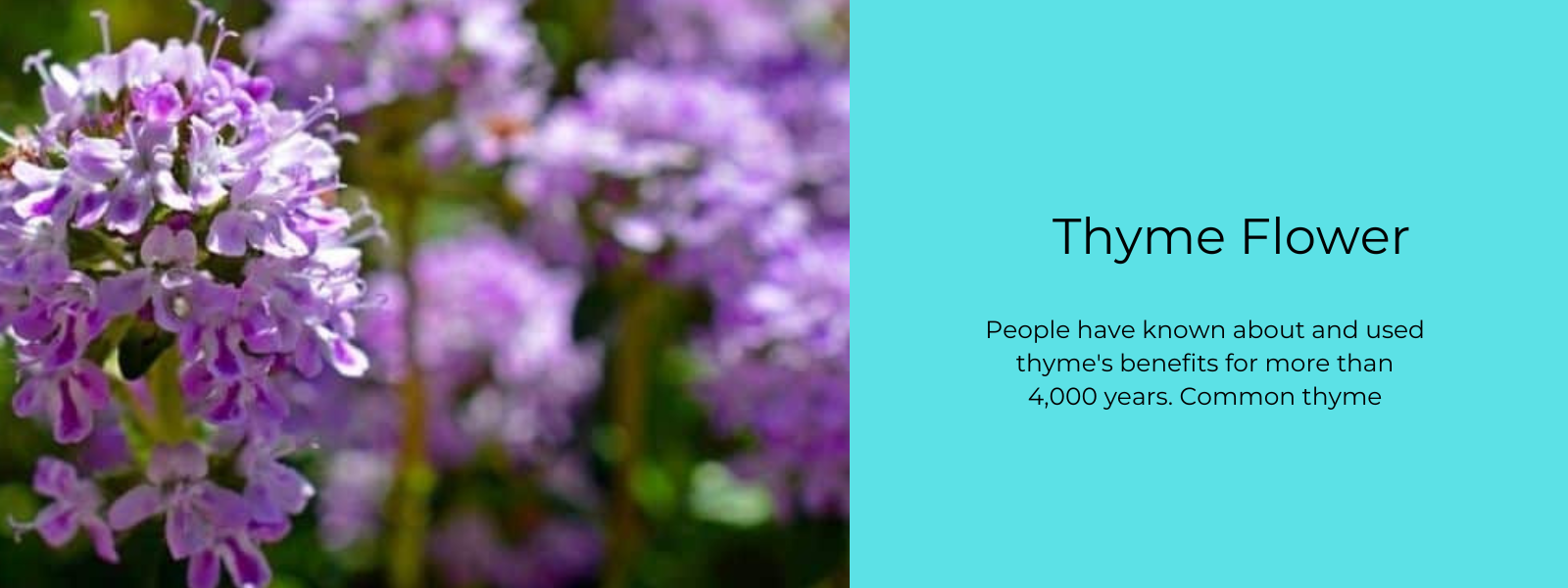 Thyme Flower - Health Benefits, Uses and Important Facts