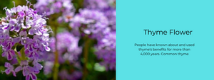 Thyme Flower - Health Benefits, Uses and Important Facts