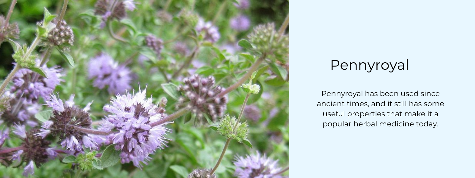 Pennyroyal - Health Benefits, Uses and Important Facts - PotsandPans India