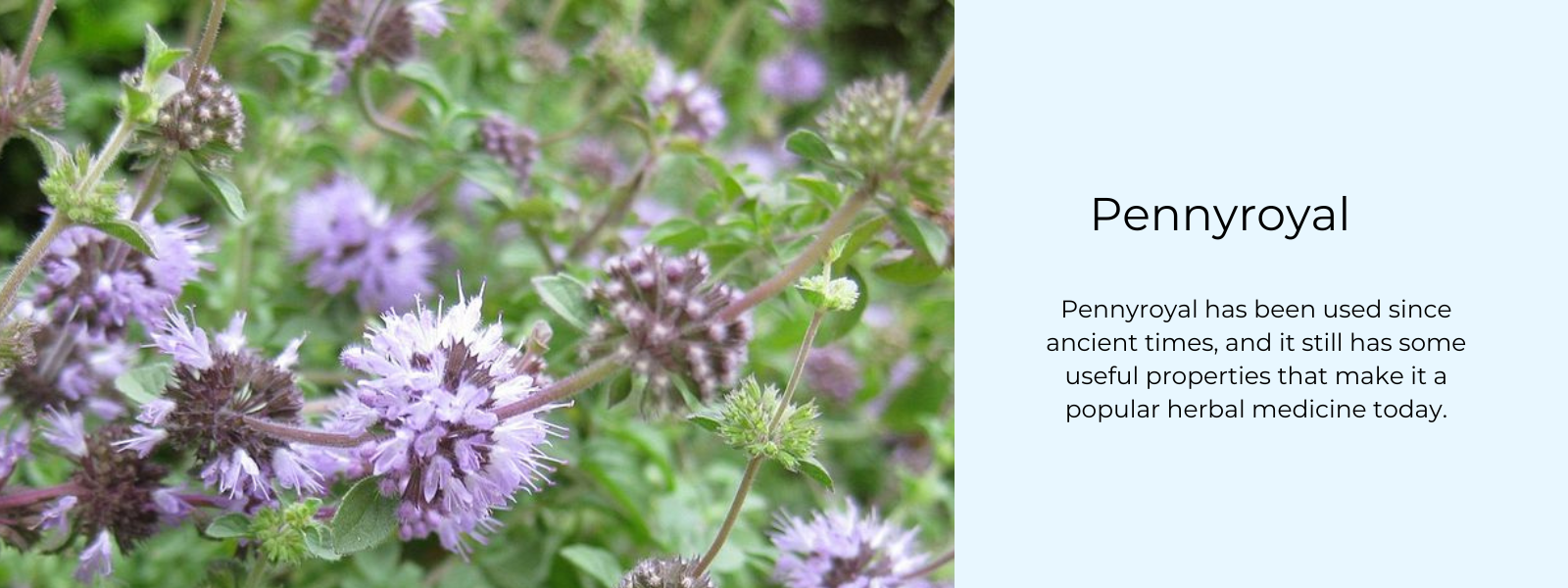 Pennyroyal - Health Benefits, Uses and Important Facts