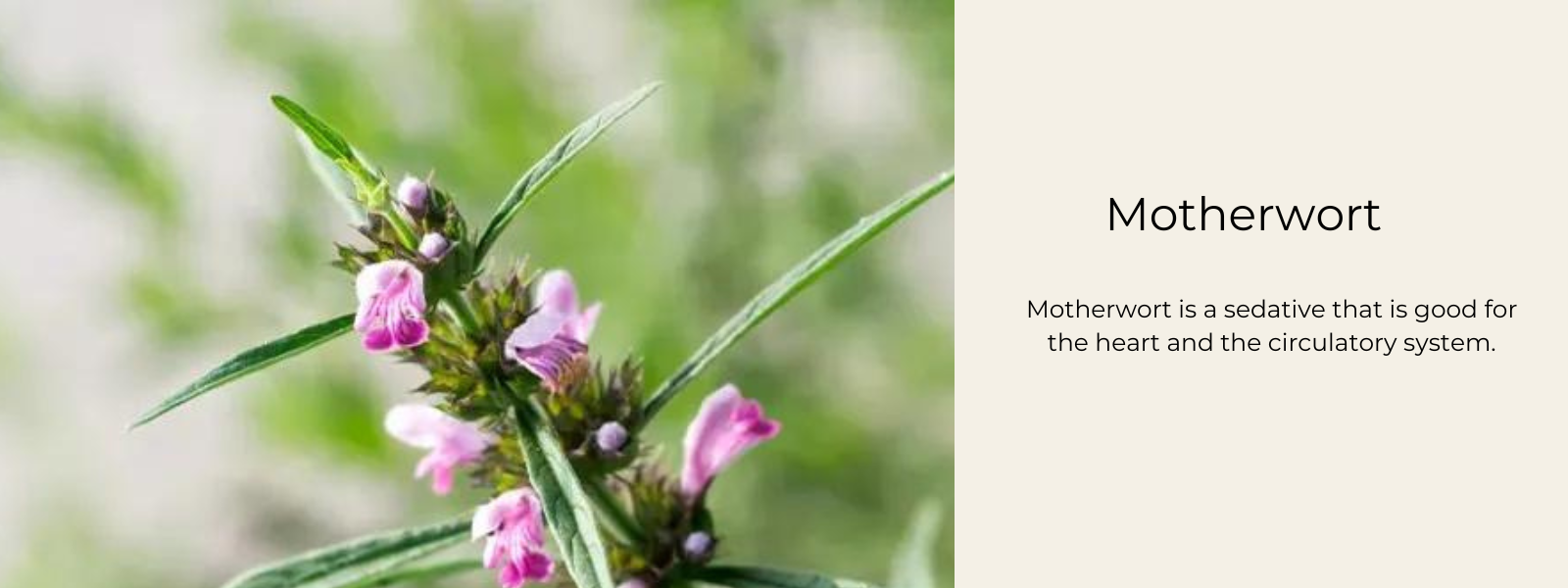 Motherwort - Health Benefits, Uses and Important Facts