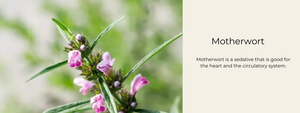 Motherwort - Health Benefits, Uses and Important Facts