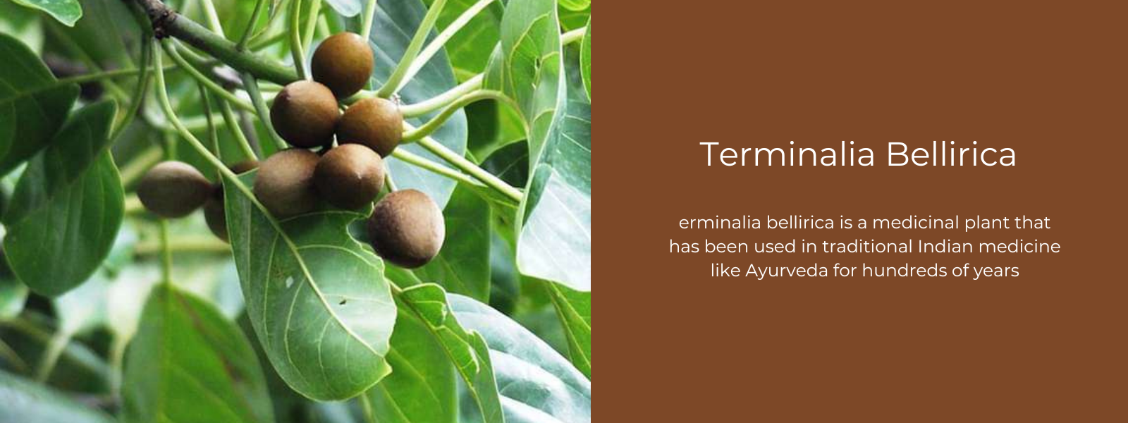 Terminalia Bellirica - Health Benefits, Uses and Important Facts