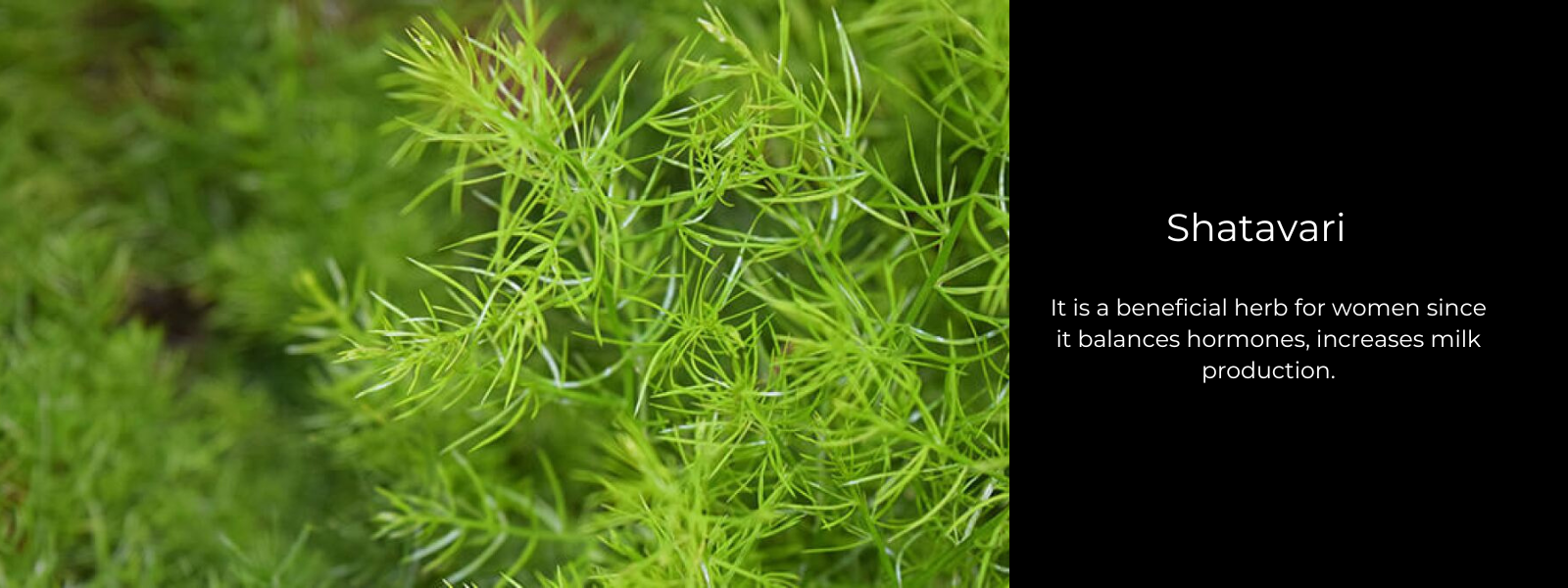 Shatavari- Magic herb for Females