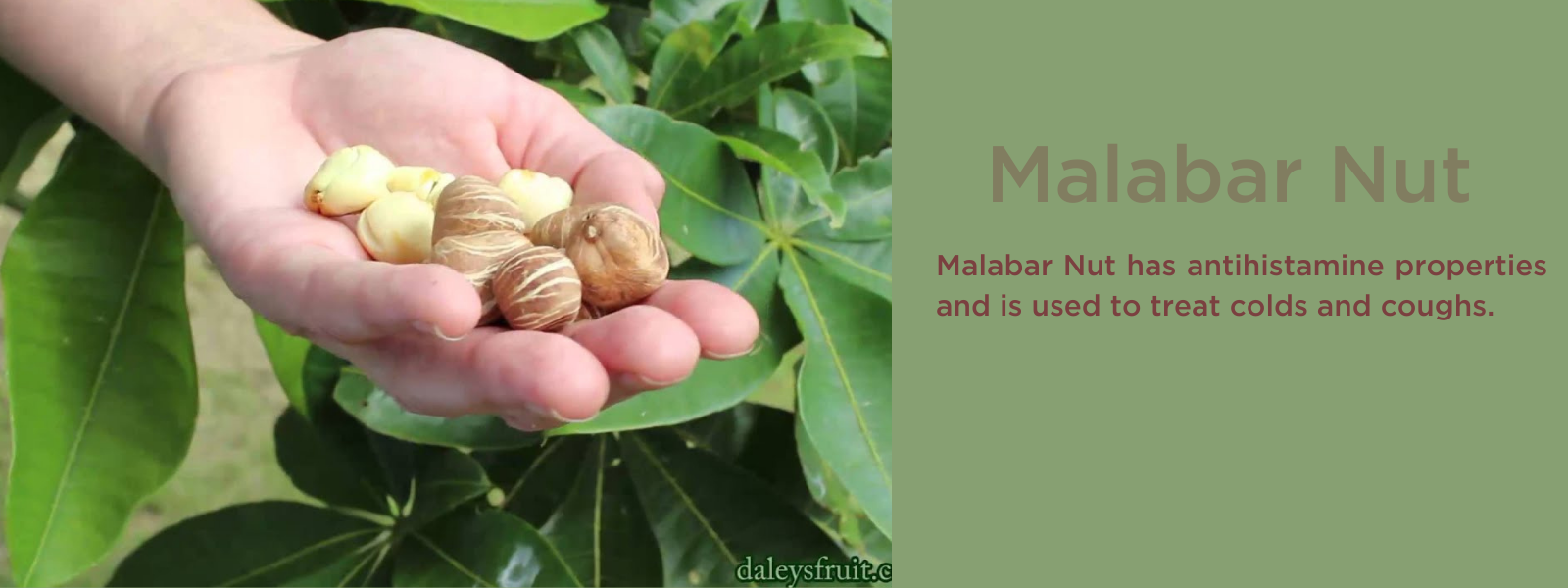 Malabar Nut - Health Benefits, Uses and Important Facts