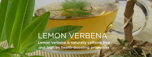 Lemon verbena- Health Benefits, Uses and Important Facts