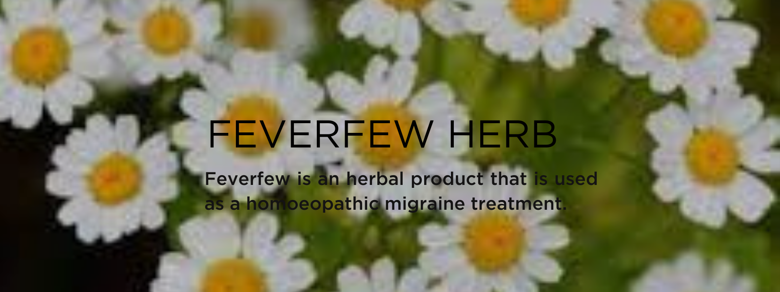 Feverfew- Health Benefits, Uses and Important Facts
