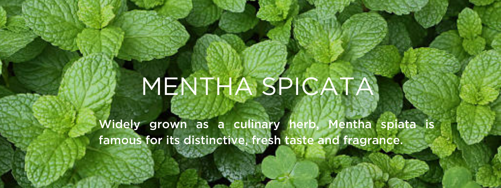 Mentha Spicata - Health Benefits, Uses and Important Facts