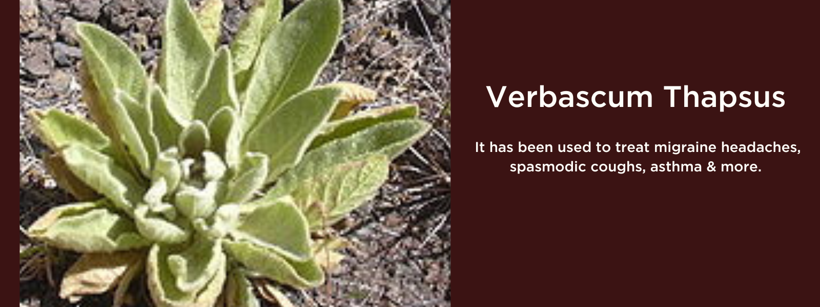 Verbascum thapsus - Health Benefits, Uses and Important Facts