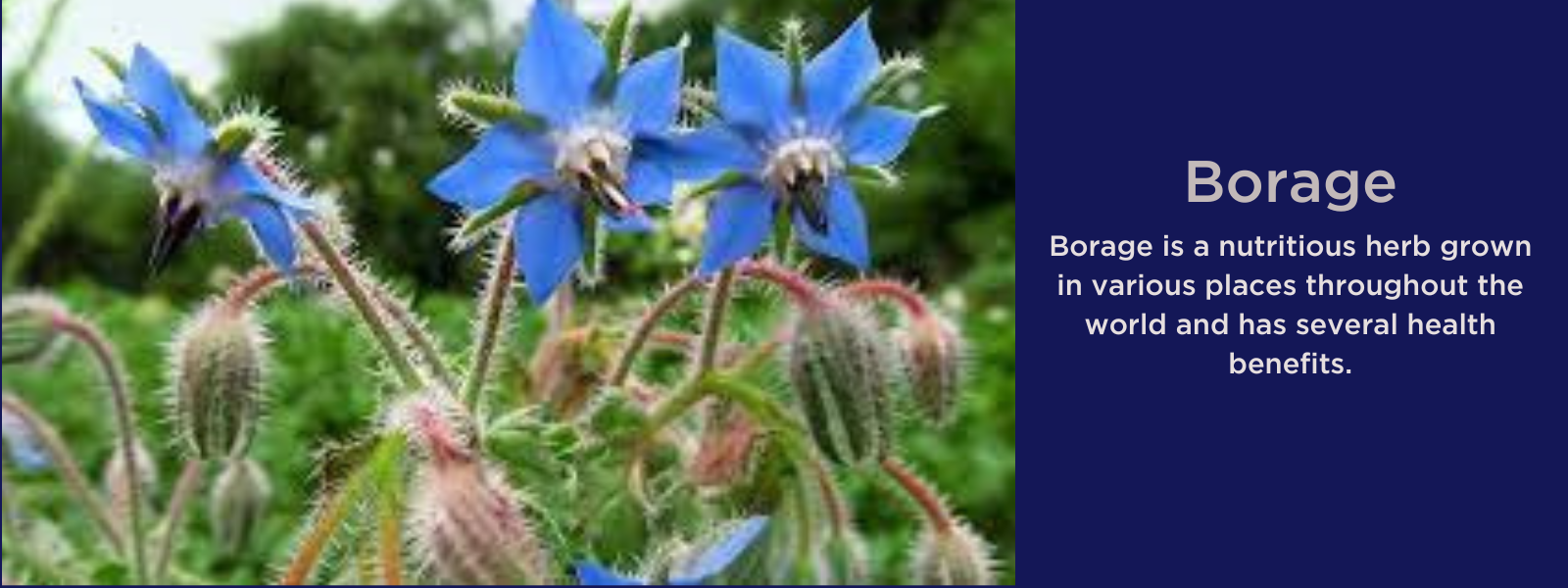 Borage - Health Benefits, Uses and Important Facts