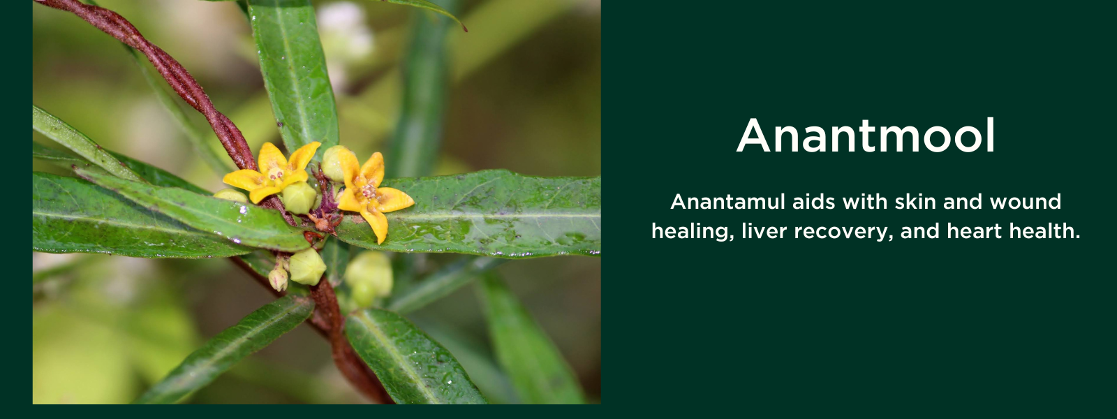 Anantmool- Health Benefits, Uses and Important Facts