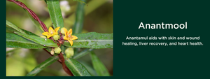 Anantmool- Health Benefits, Uses and Important Facts - PotsandPans India