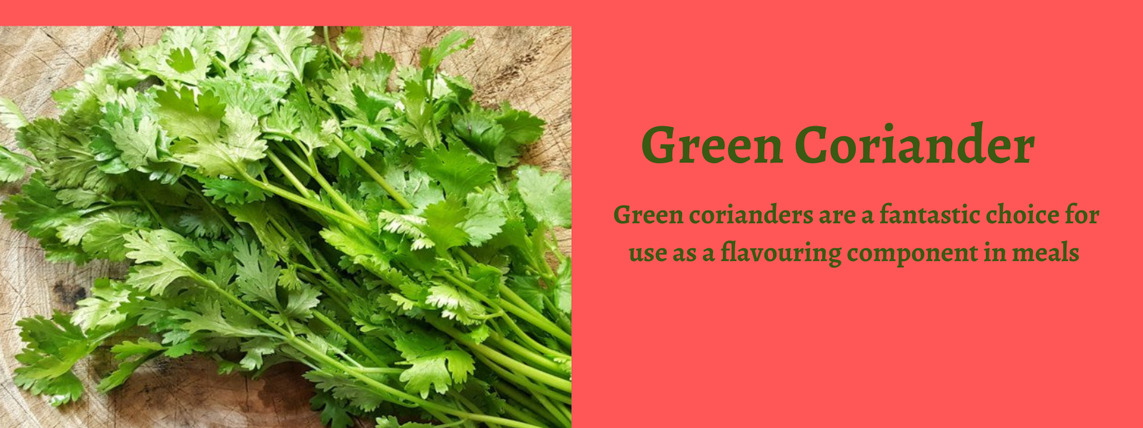 Green Coriander- Health Benefits, Uses and Important Facts