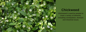 Chickweed - Health Benefits, Uses and Important Facts